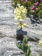 Image of high mountain penstemon