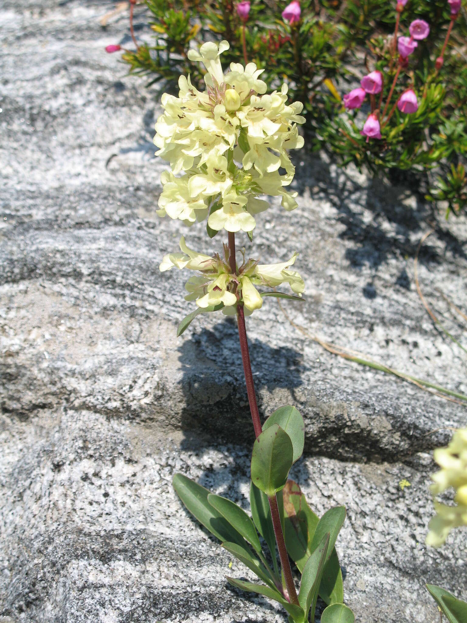 Image de Penstemon flavescens Pennell