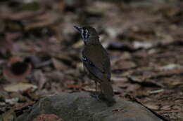 Image of Spot-winged Thrush