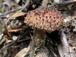 Image of Strobilomyces polypyramis