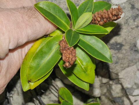 Image of Veronica stricta var. macroura (Hook. fil. ex Benth.) Garn.-Jones