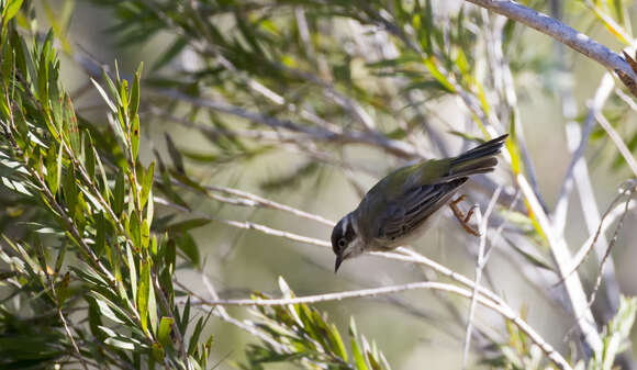 Image of Brown-headed Honeyeater