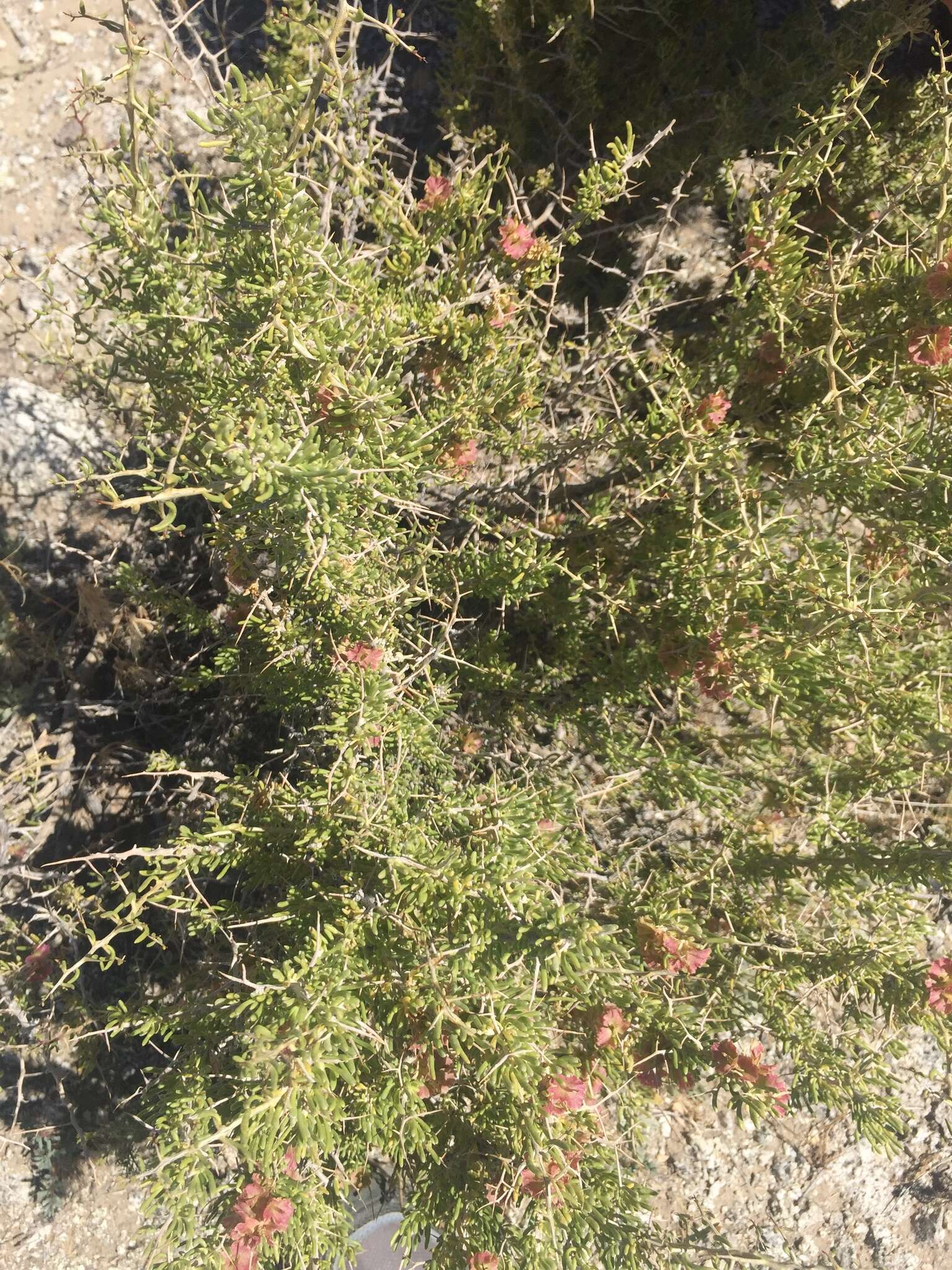 Image of Bailey's greasewood