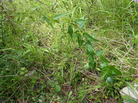 Image of Vincetoxicum hirundinaria subsp. nivale (Boiss. & Heldr.) Markgr.