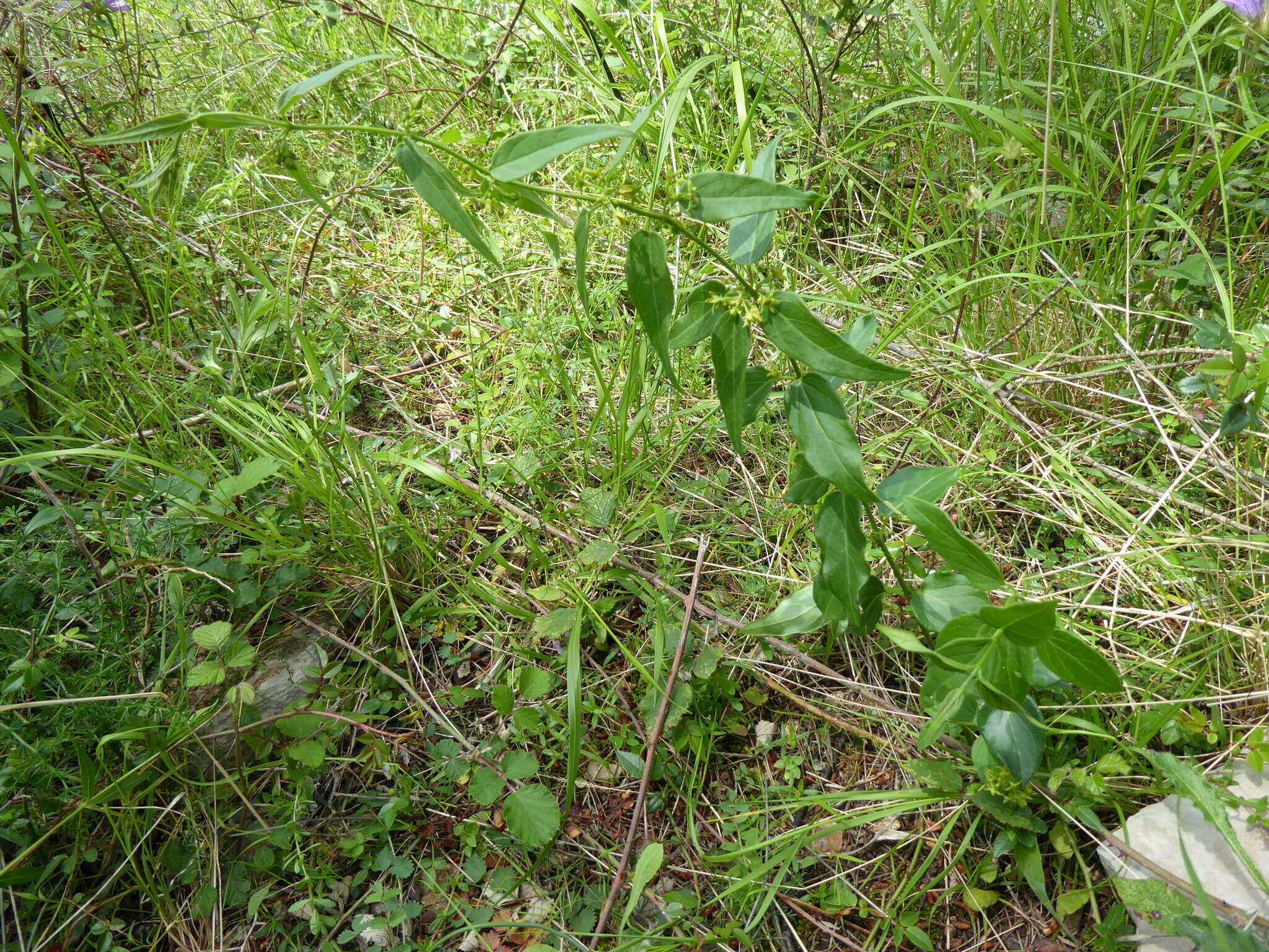 Plancia ëd Vincetoxicum hirundinaria subsp. nivale (Boiss. & Heldr.) Markgr.