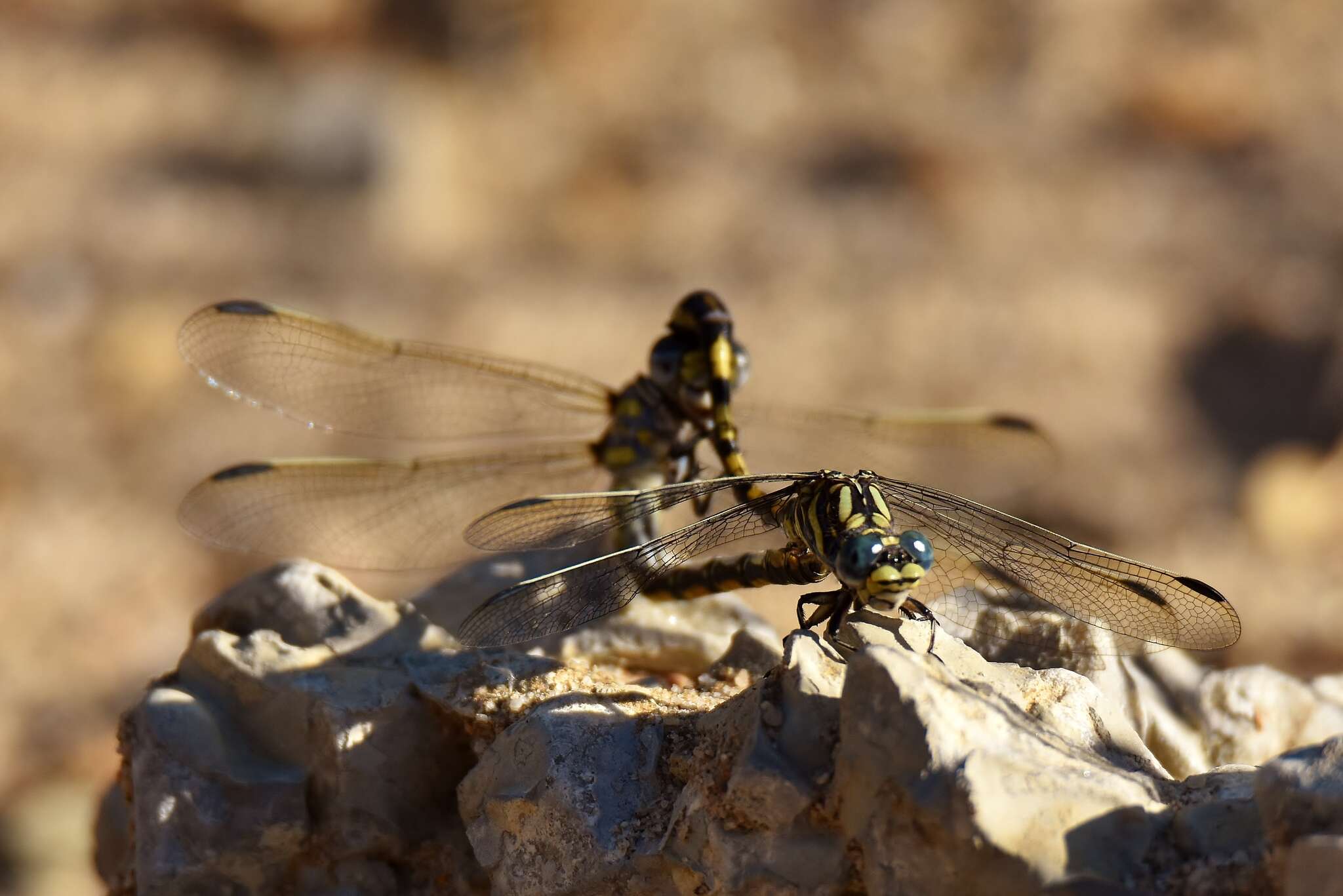 صورة Paragomphus cognatus (Rambur 1842)