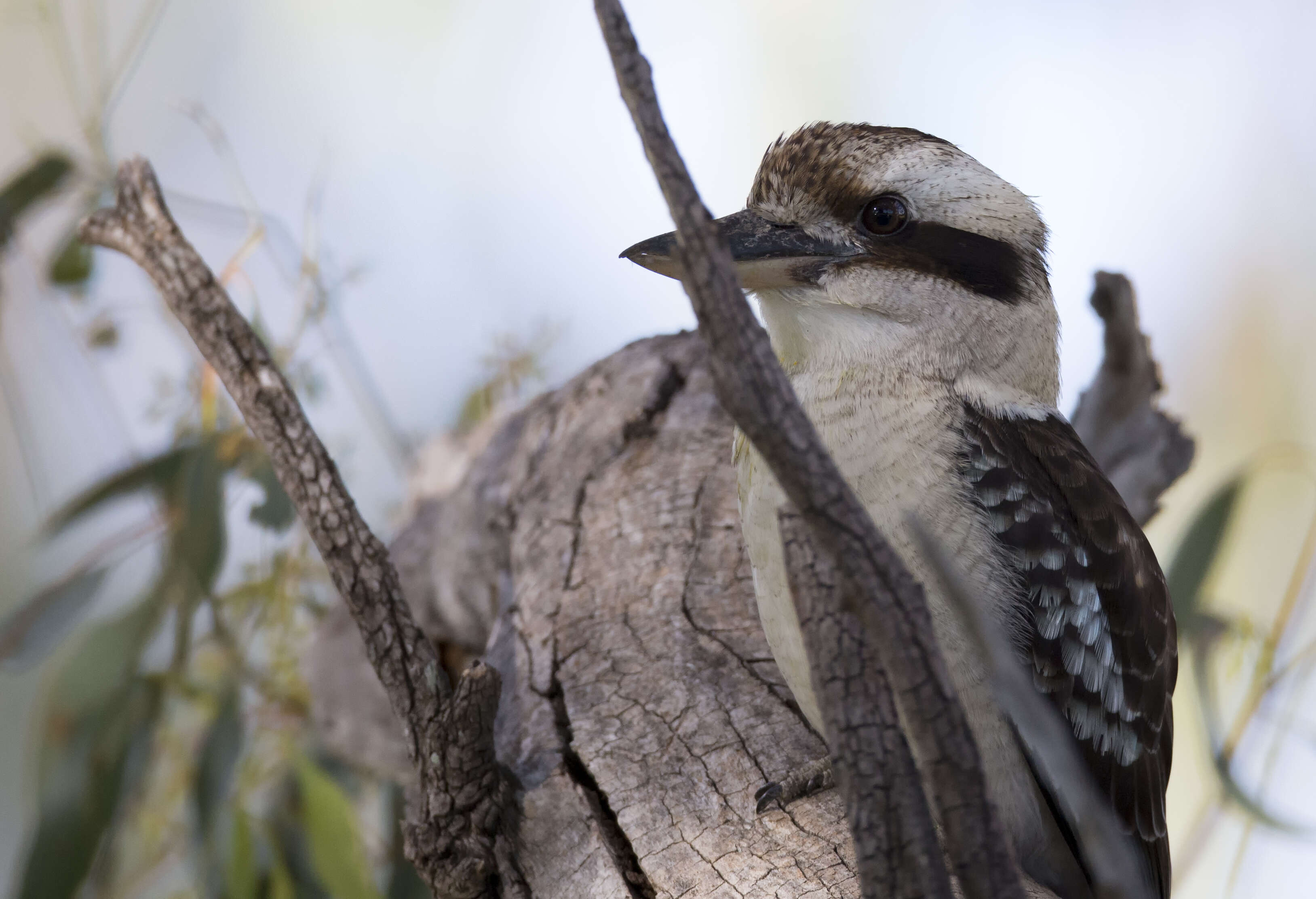 Image of Kookaburra