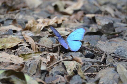 Sivun Morpho menelaus amathonte kuva