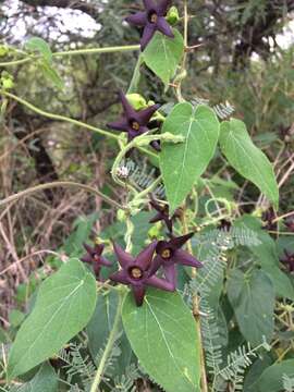 Image of Matelea pilosa (Benth.) R. E. Woodson