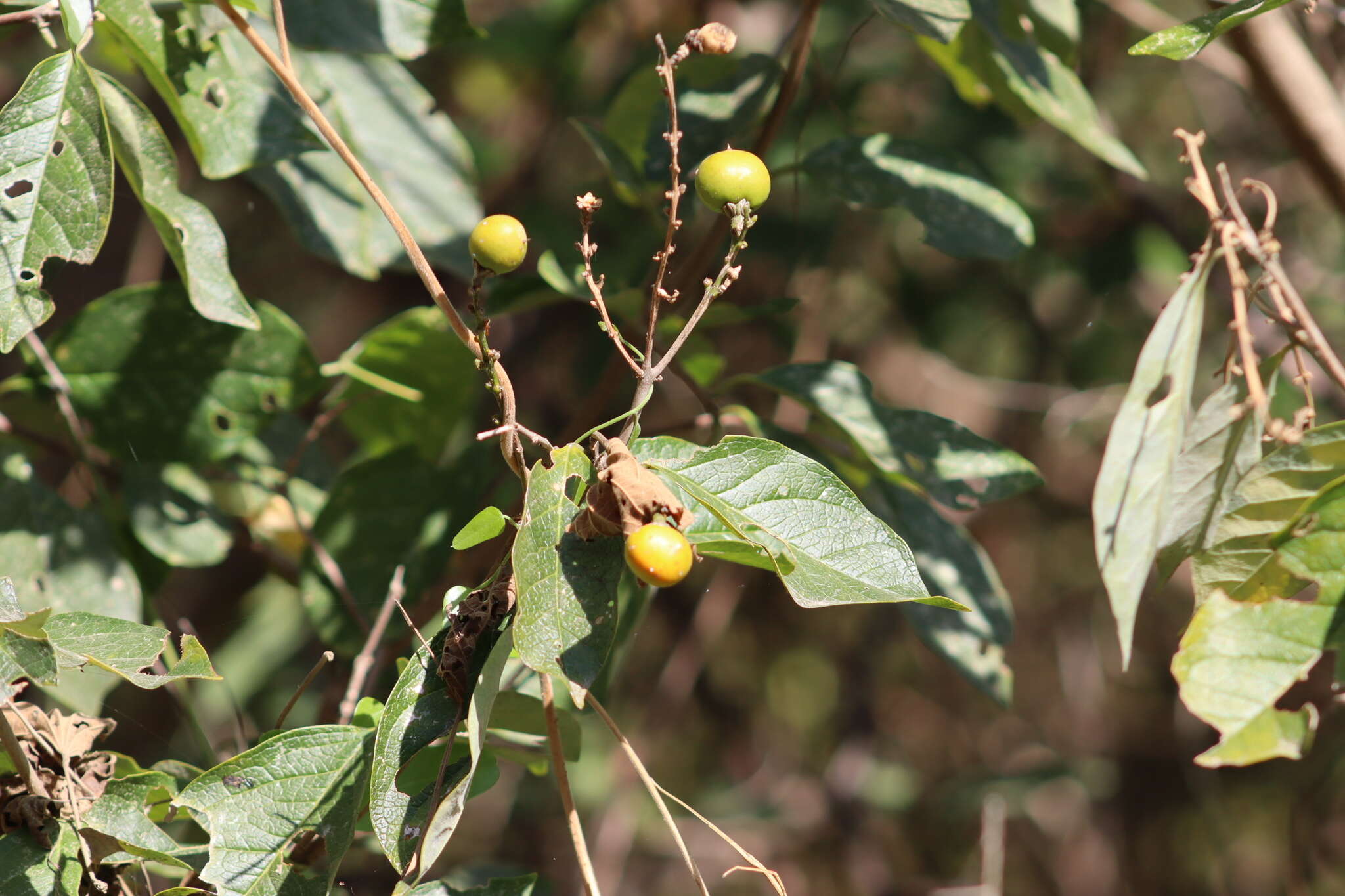 Image of Bunchosia palmeri S. Wats.