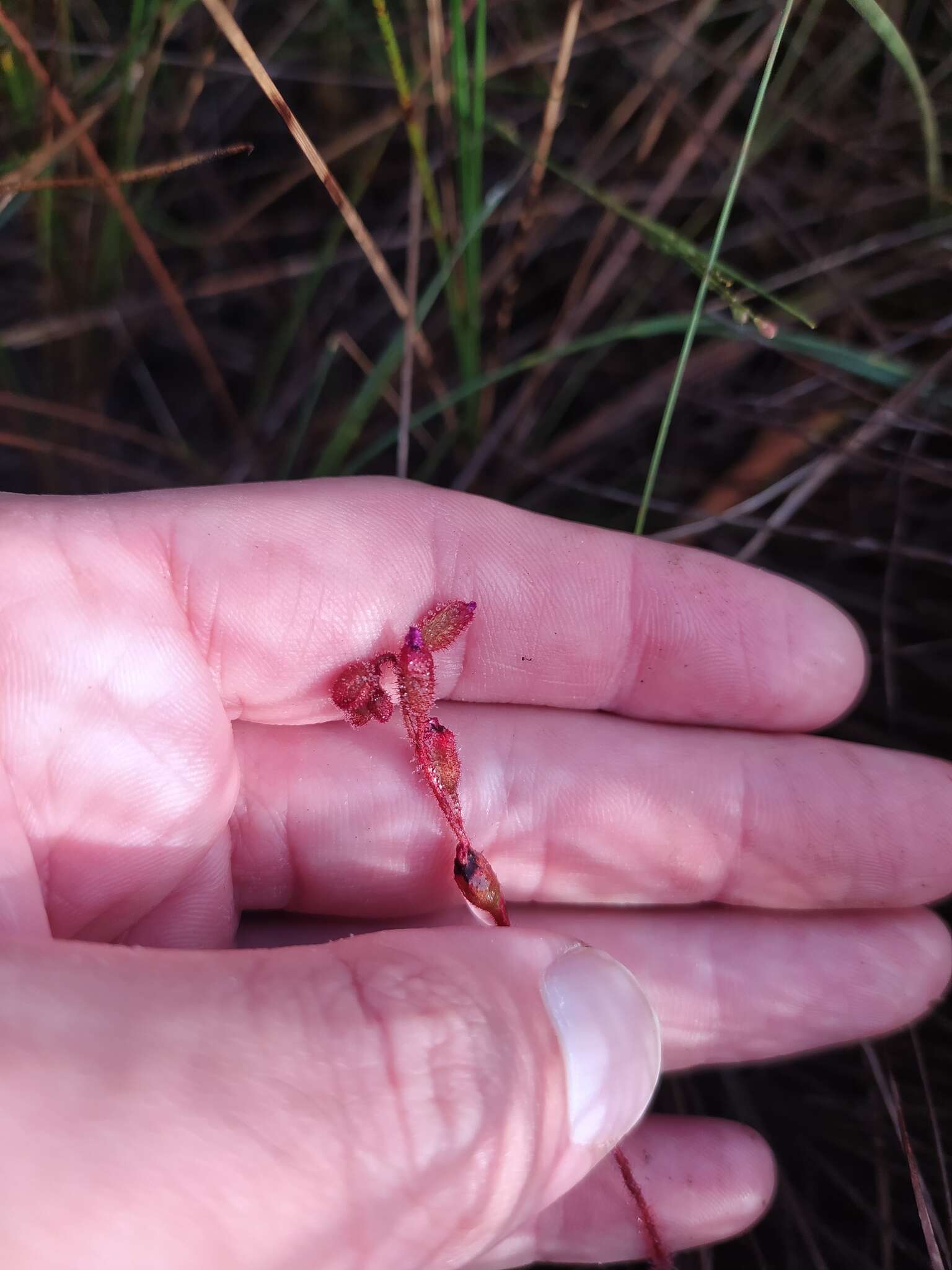 Image of Drosera hirtella St. Hil.