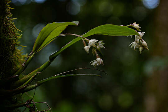 Imagem de Polystachya cultriformis (Thouars) Lindl. ex Spreng.