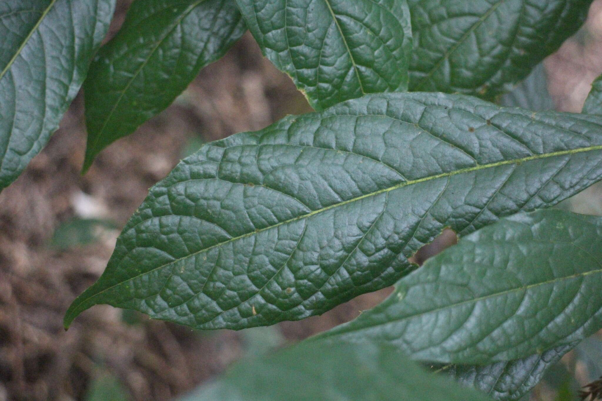 Plancia ëd Meliosma callicarpifolia Hayata