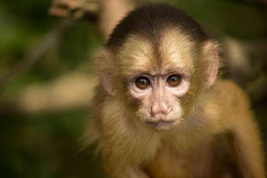 Image of Spix's white-fronted capuchin