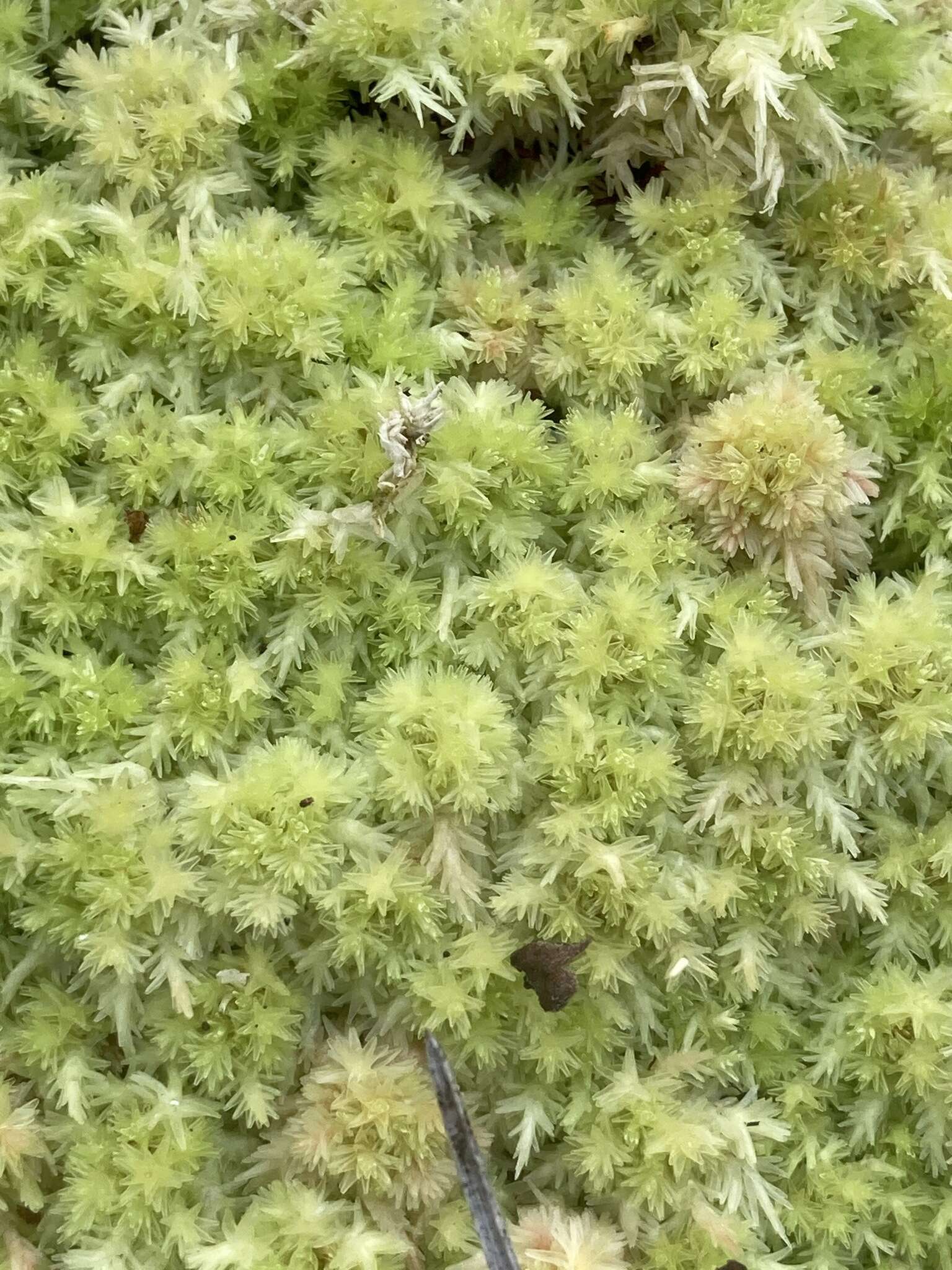 Image of pale bog-moss