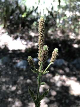 Image of western vervain