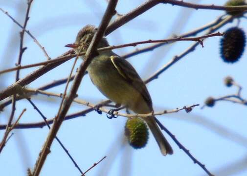 Image of Northern Beardless Tyrannulet