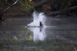 Image of Estuarine Crocodile