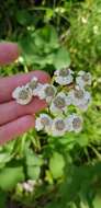 Sivun Achillea biserrata M. Bieb. kuva