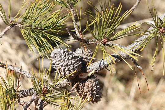 Imagem de Pinus pungens Lamb.