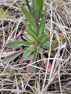 Image of Boivin's Rockcress