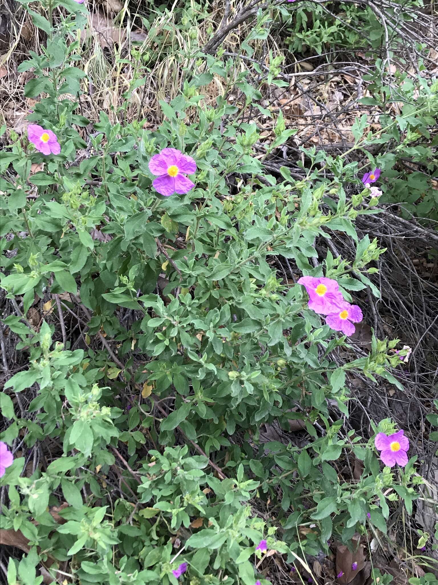 Image of Cistus creticus L.