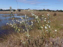 Image of Malva australiana M. F. Ray