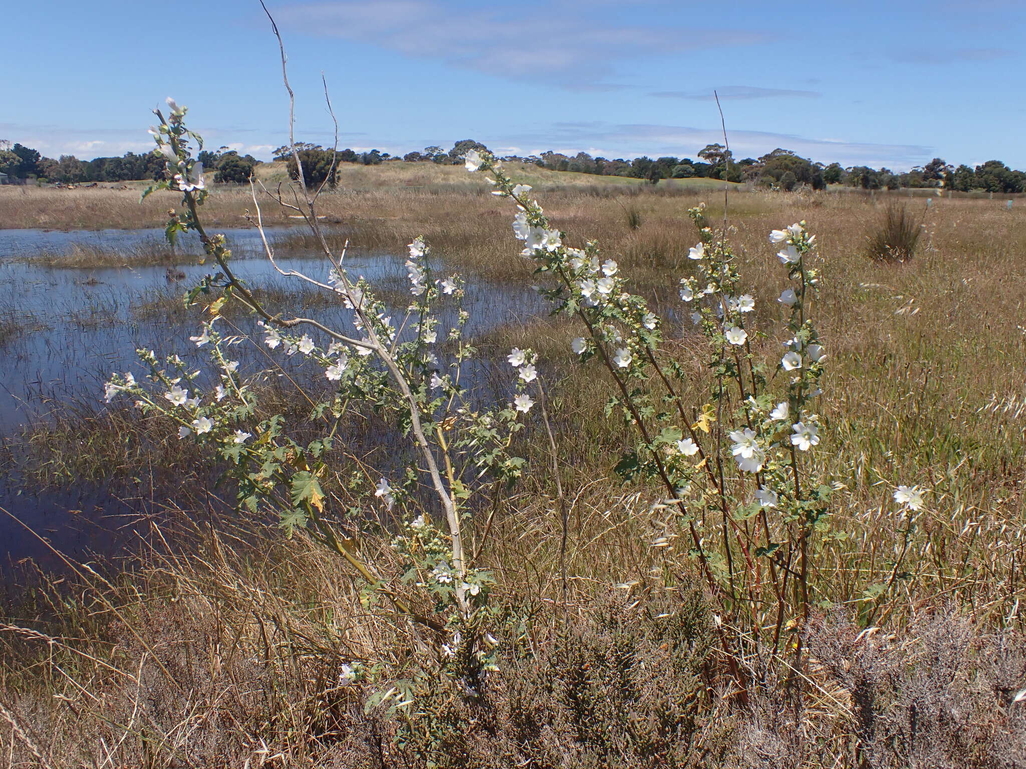 Image of Malva australiana M. F. Ray