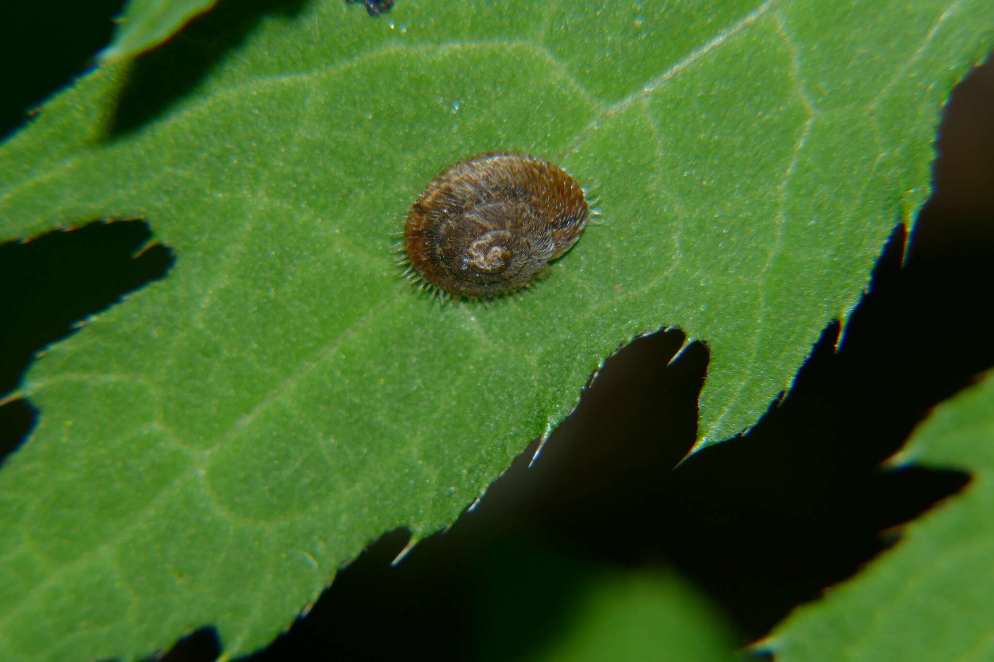 Imagem de Ciliella ciliata (W. Hartmann 1821)