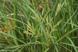 Image de Cyperus exaltatus Retz.