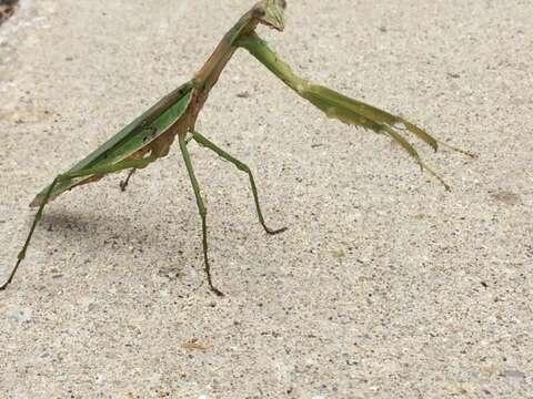 Image of Chinese mantis