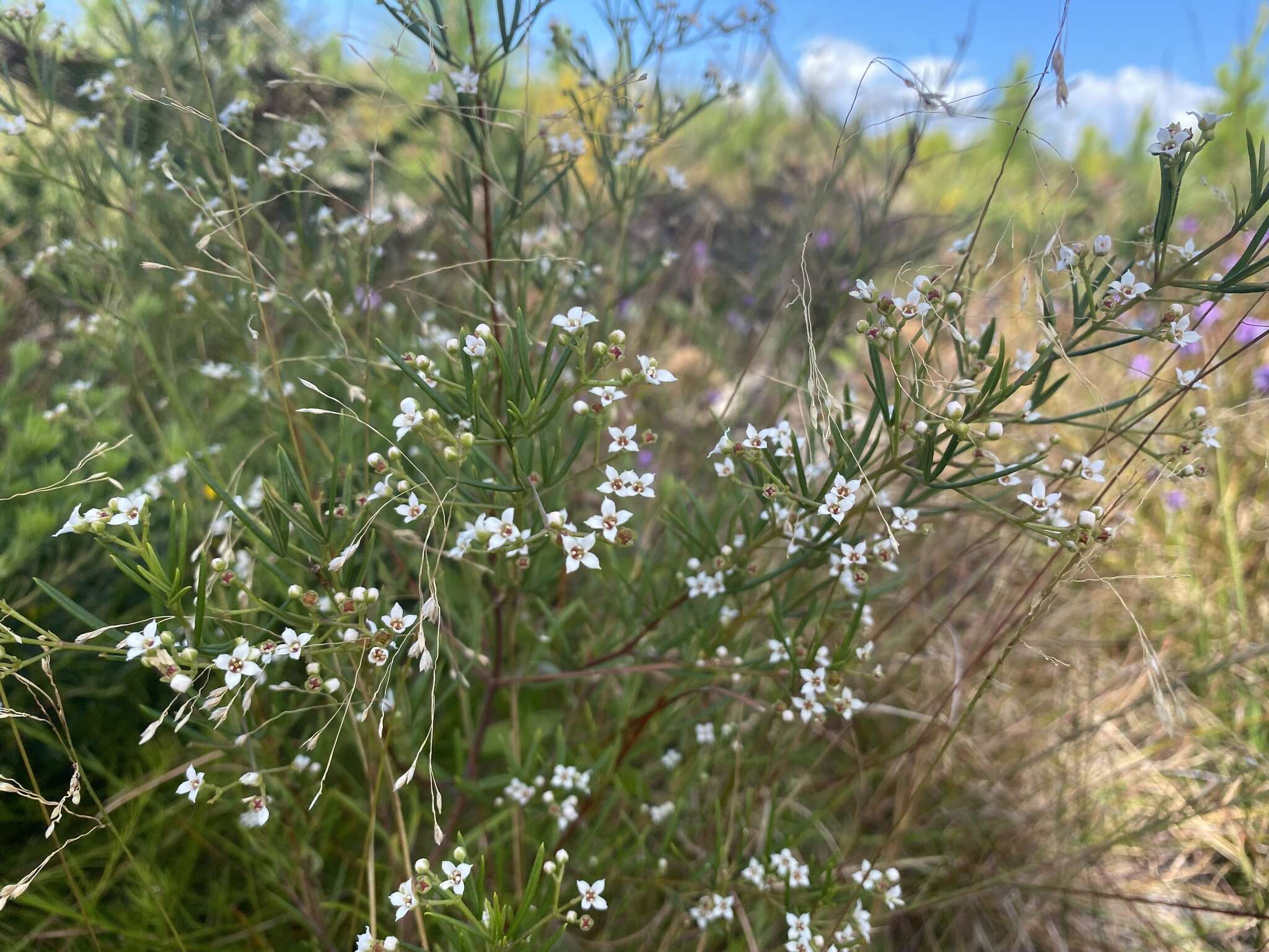 Image of Zieria laxiflora (Benth.) Domin