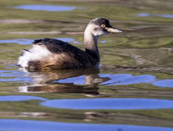 Image of Australasian Grebe