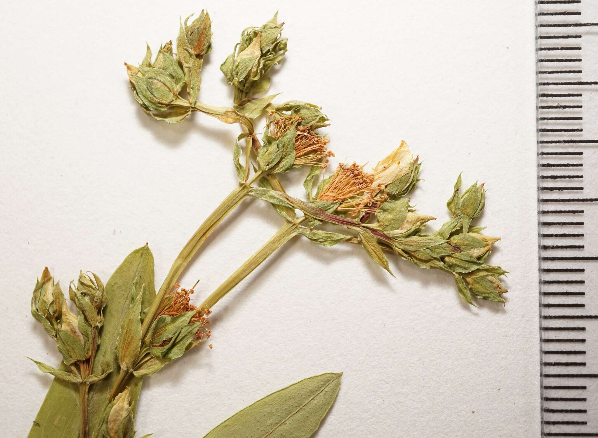 Image of Round-Seed St. John's-Wort