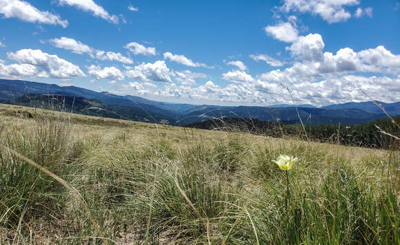 Calochortus gunnisonii var. perpulcher Cockerell resmi