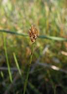 Imagem de Eleocharis quinqueflora (Hartmann) O. Schwarz