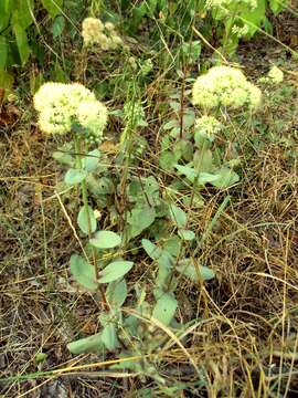 Hylotelephium telephium subsp. ruprechtii (Jalas) H. Ohba resmi