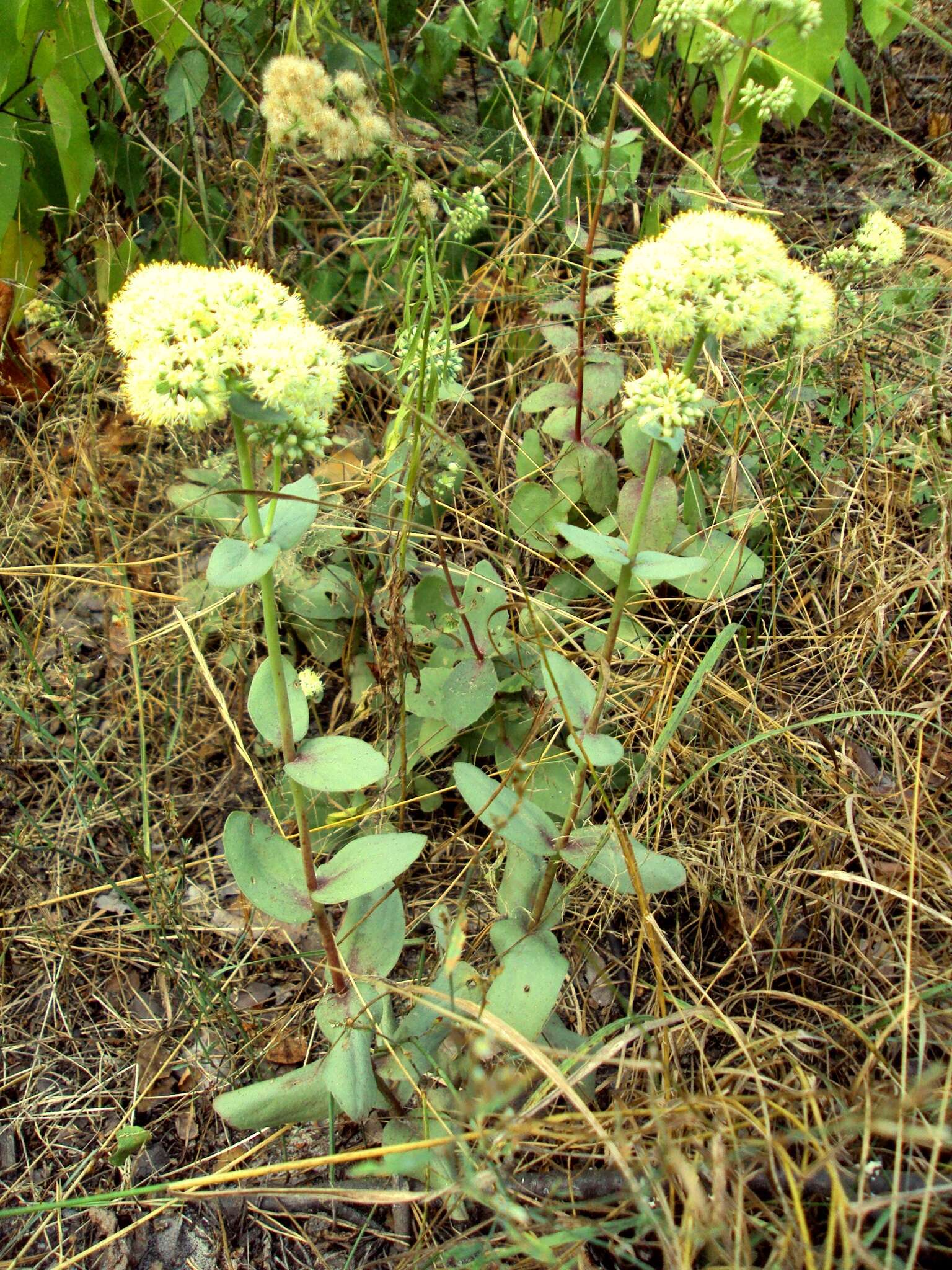 Image of Hylotelephium telephium subsp. ruprechtii (Jalas) H. Ohba