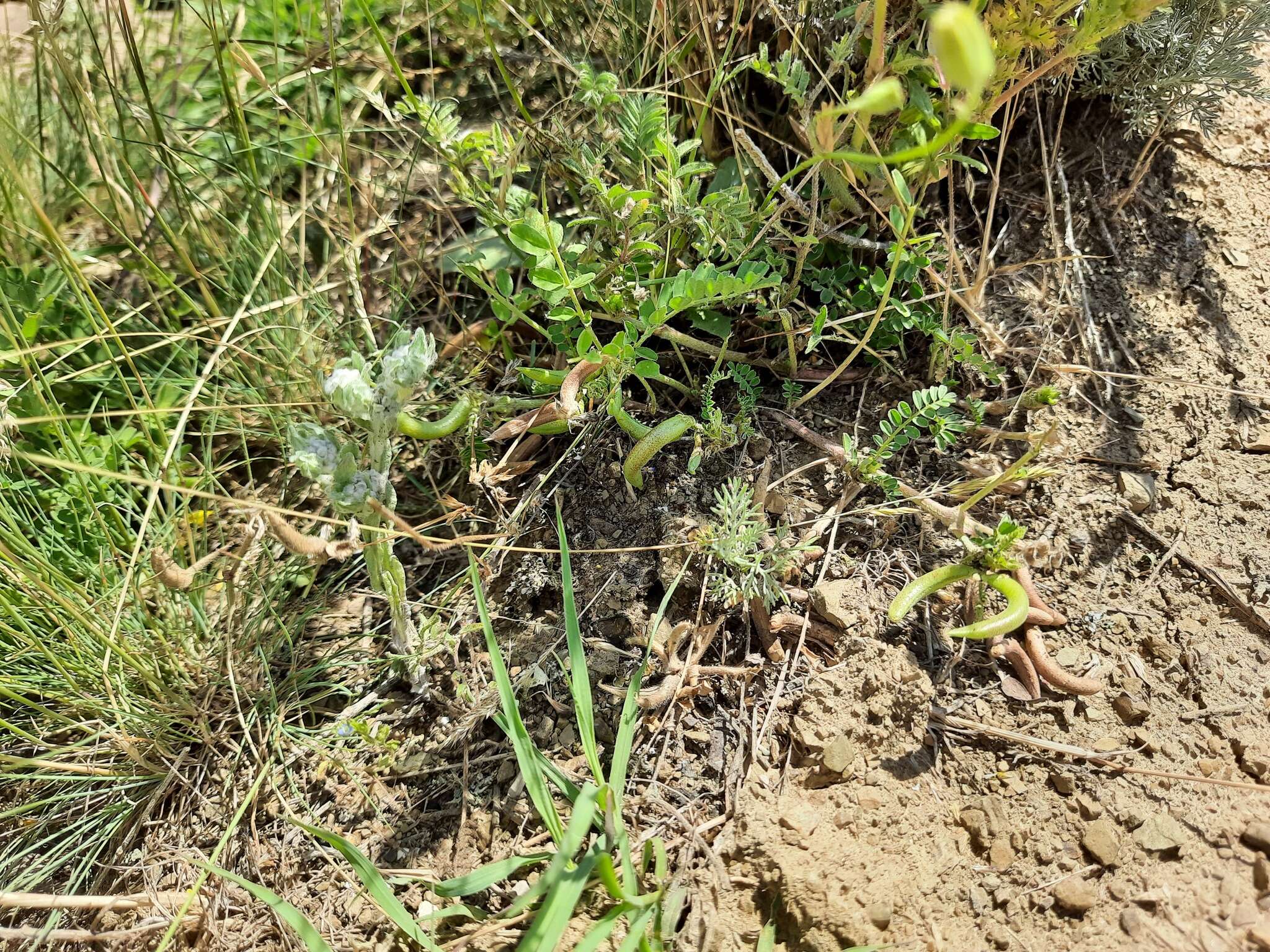 Imagem de Astragalus hamosus L.