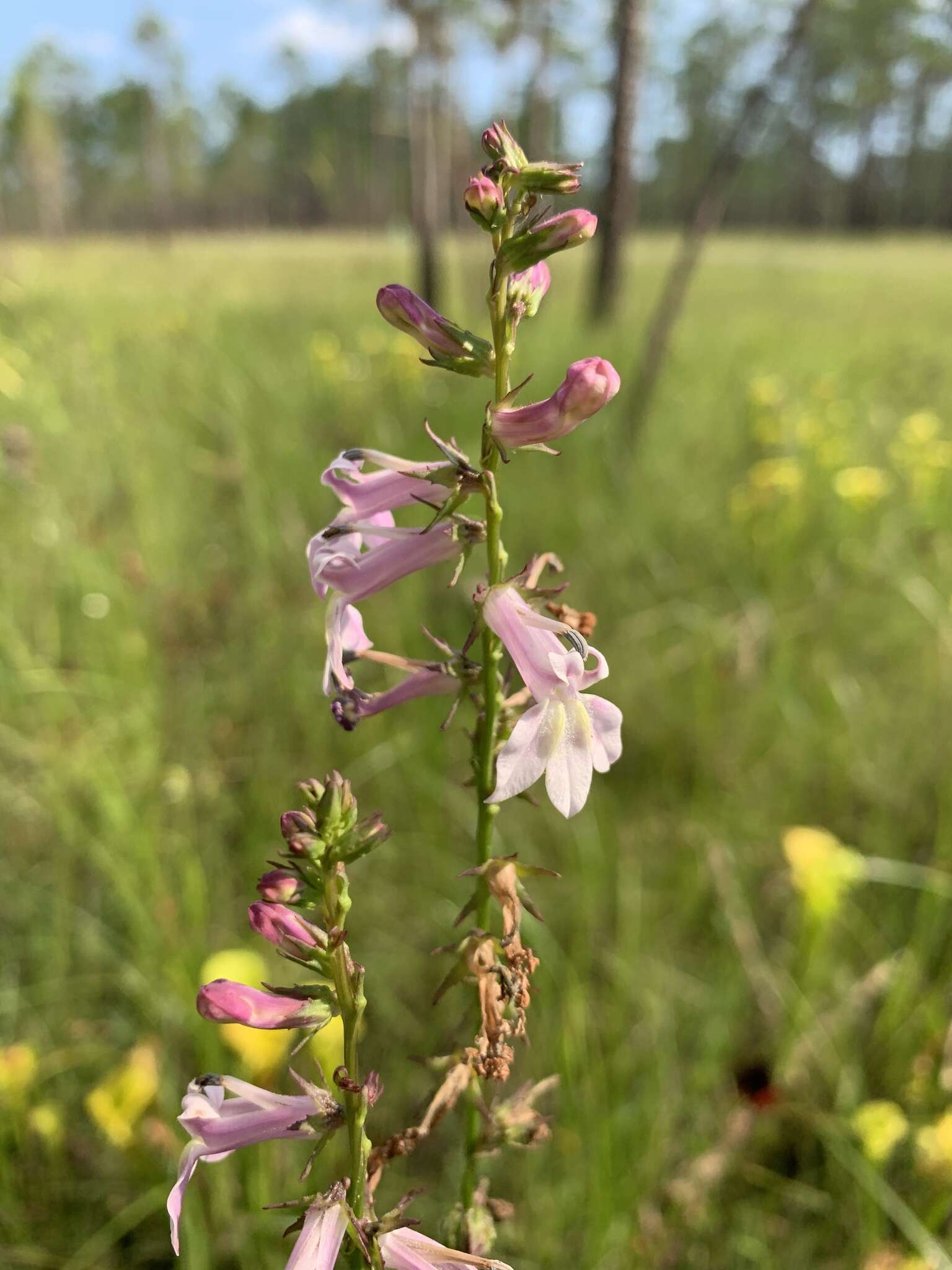 Sivun Lobelia floridana Chapm. kuva