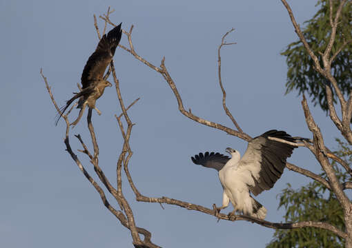 Image of White-bellied Sea Eagle