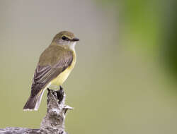 Image of Lemon-bellied Flycatcher