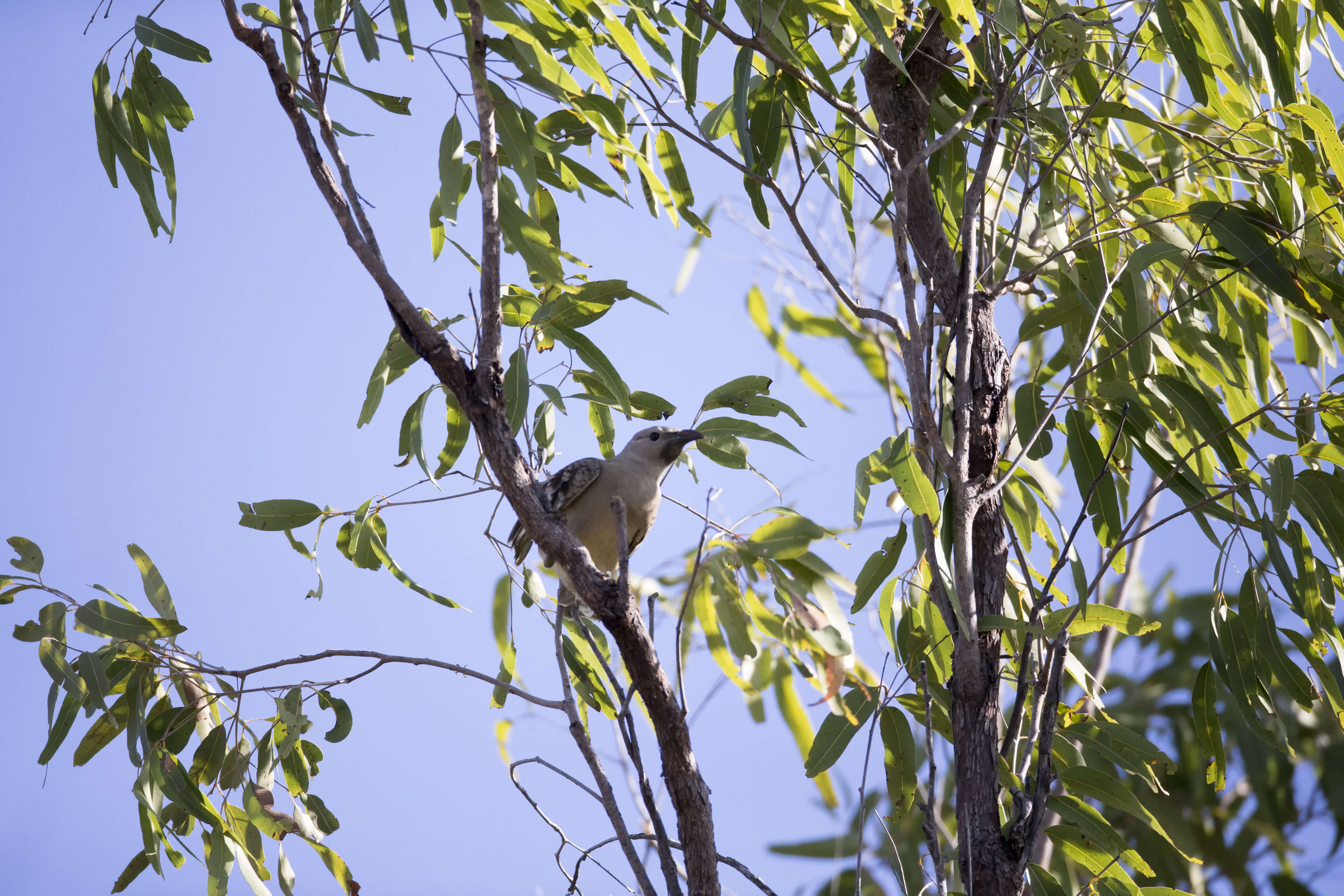 Image of Great Bowerbird