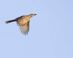 Image of Great Bowerbird