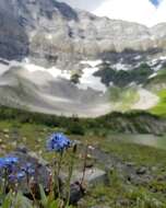 Imagem de Myosotis asiatica (Vesterg.) Schischkin & Sergievskaja