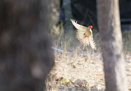 Image of Great Bowerbird