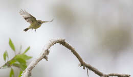 Image of Lemon-bellied Flycatcher