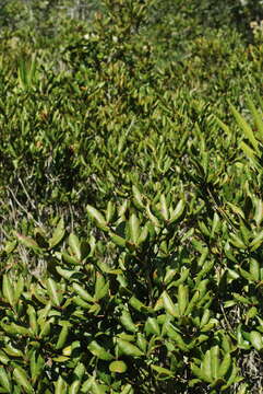 Image of scrub oak