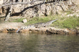 Image of Australian Freshwater Crocodile