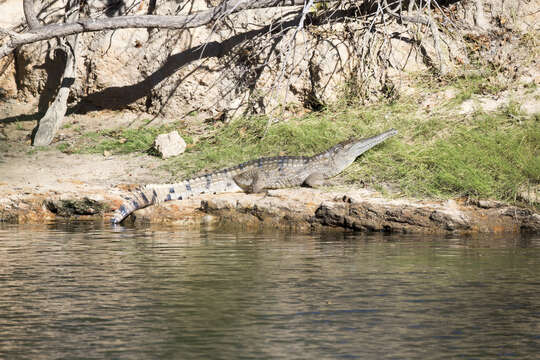 Image of Australian Freshwater Crocodile